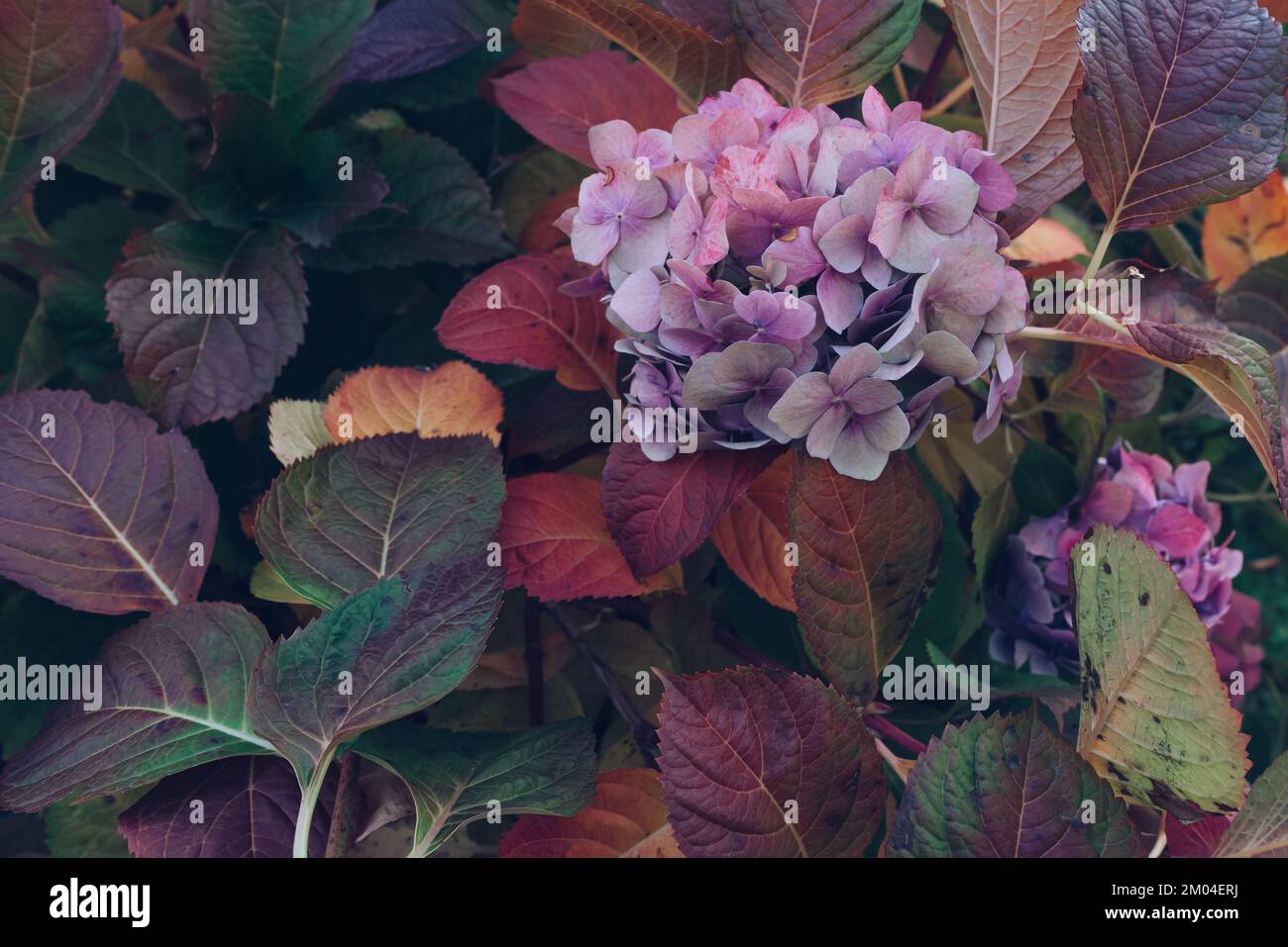 colorful leaves and flowers of purple hydrangea Stock Photo - Alamy