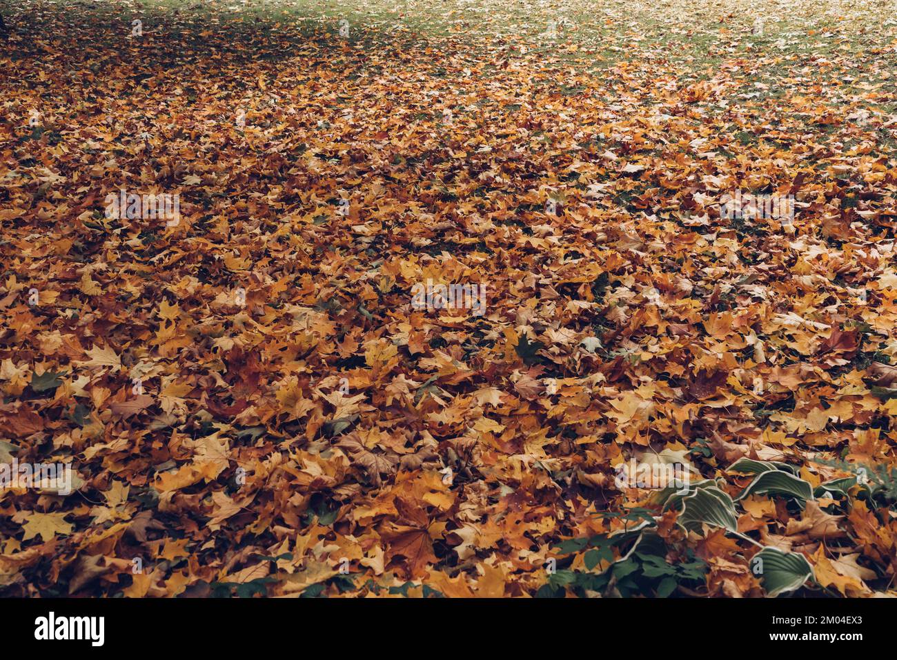 fallen maple leaves lying on the grass background Stock Photo