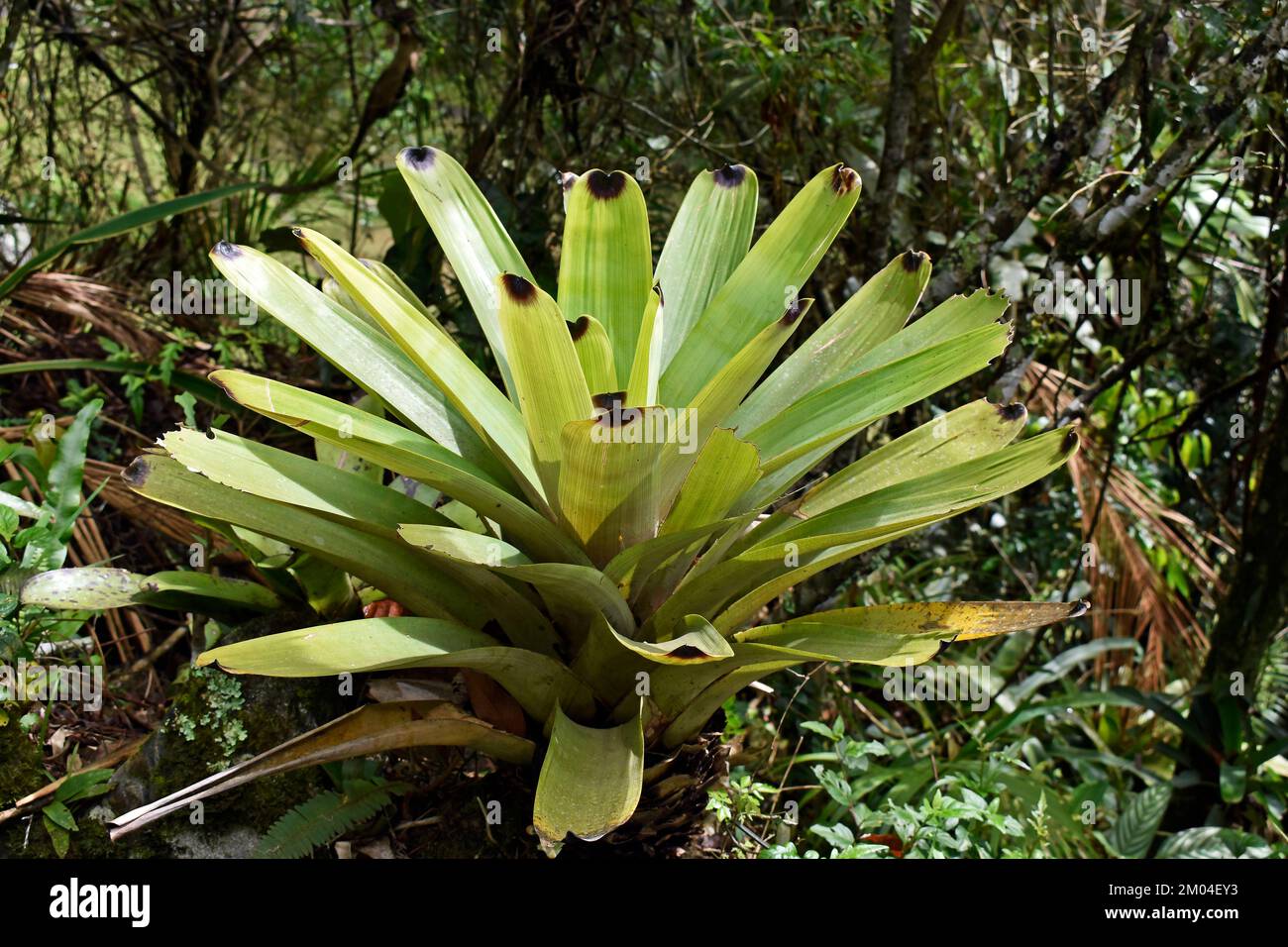 Green bromeliad (Vriesea bituminosa) on tropical forest, Teresopolis, Rio de Janeiro, Brazil Stock Photo