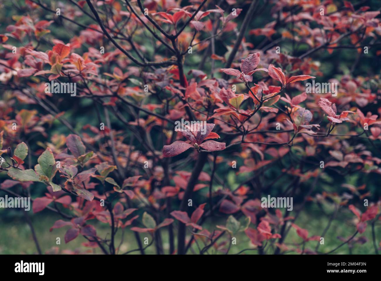 red autumn leaves of rhododendron roseum loisel Stock Photo