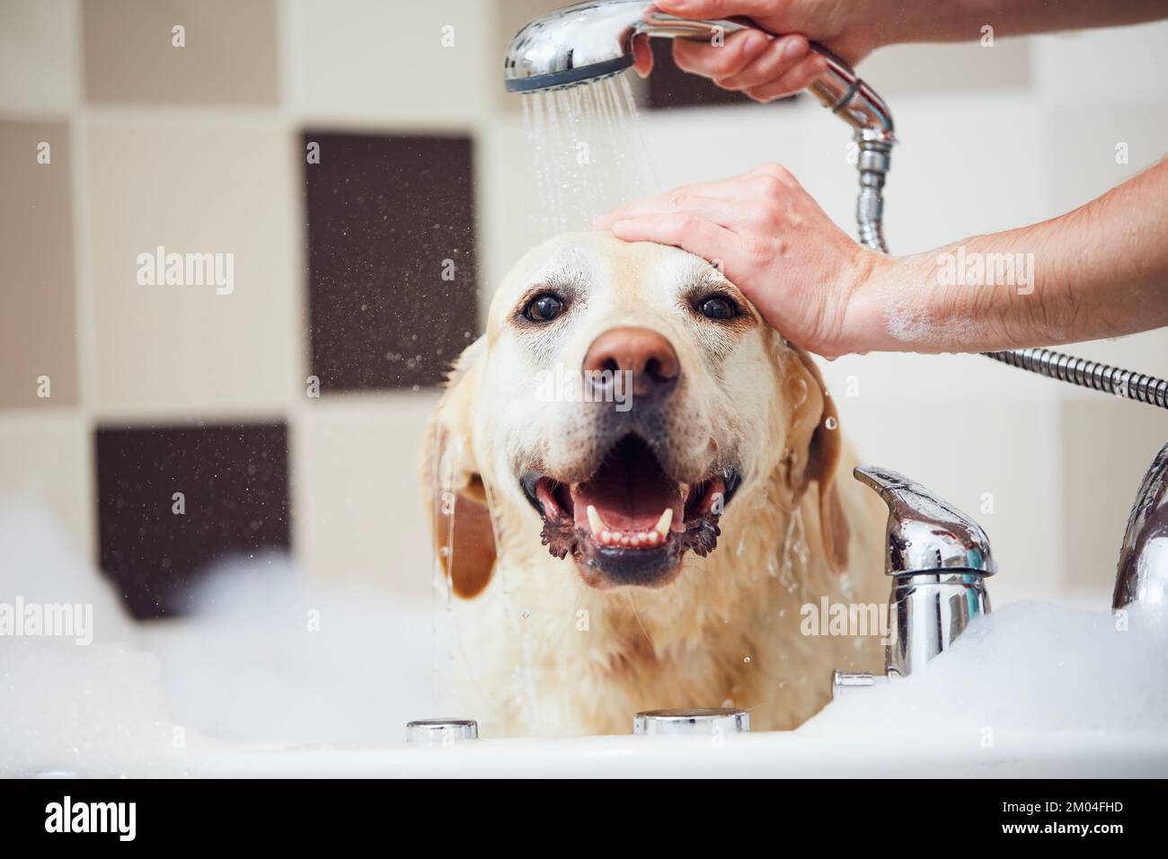Dog taking bath at domestic bathroom. Showering of happy labrador