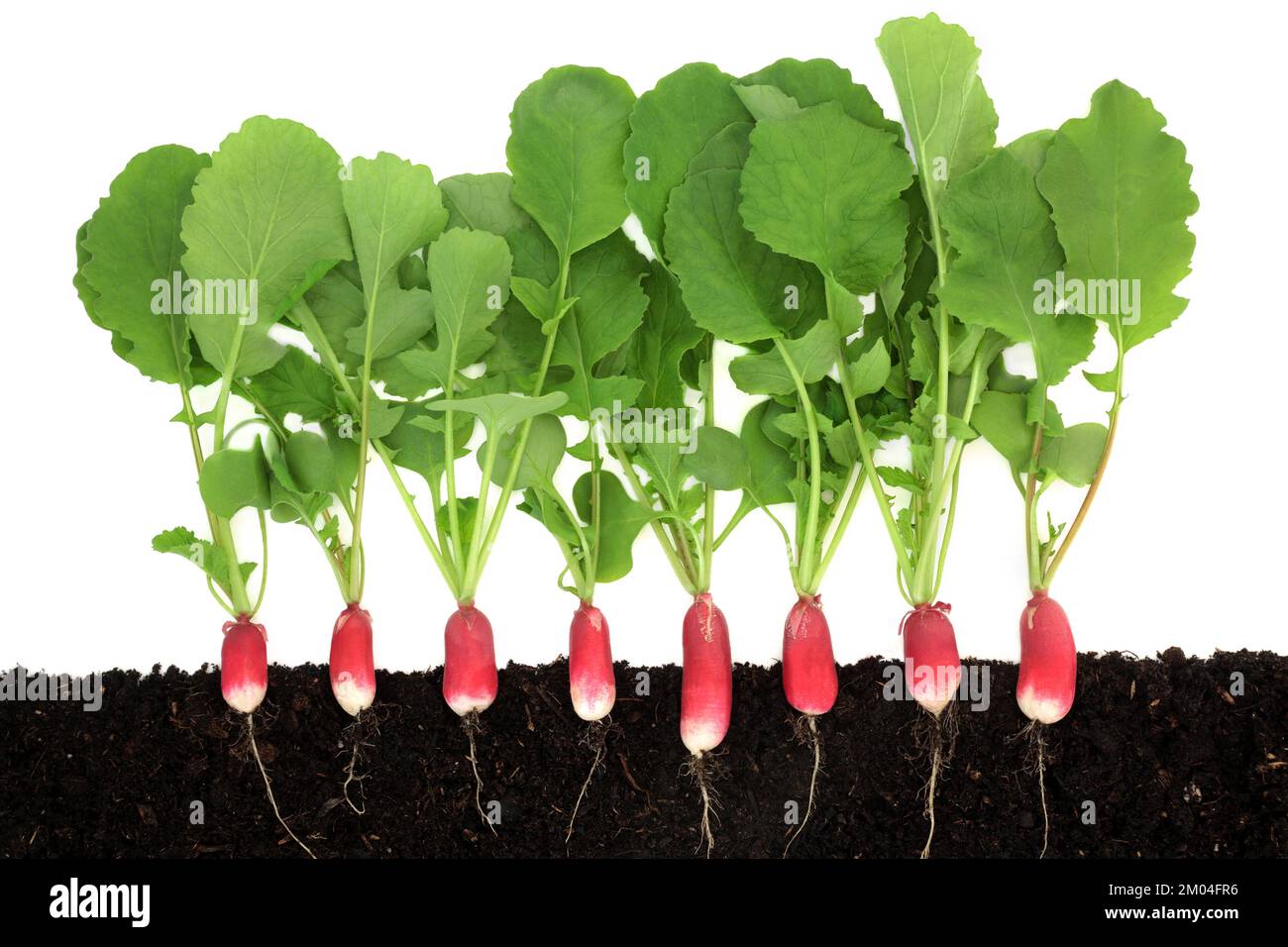 Radish vegetable plants with roots growing in earth. Cross section view