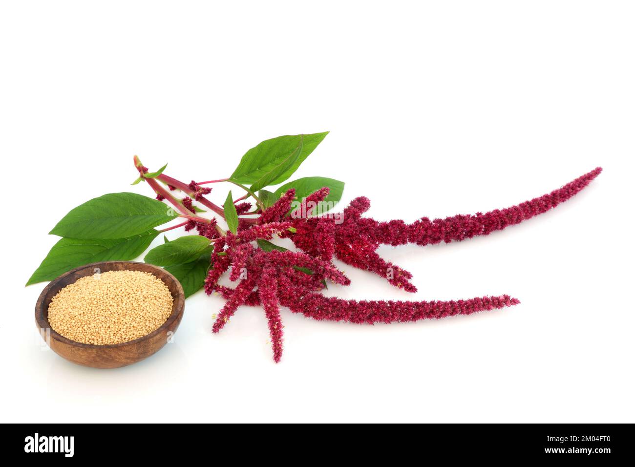 Amaranth dried seed with amaranthus plant. Nutrient rich grain health