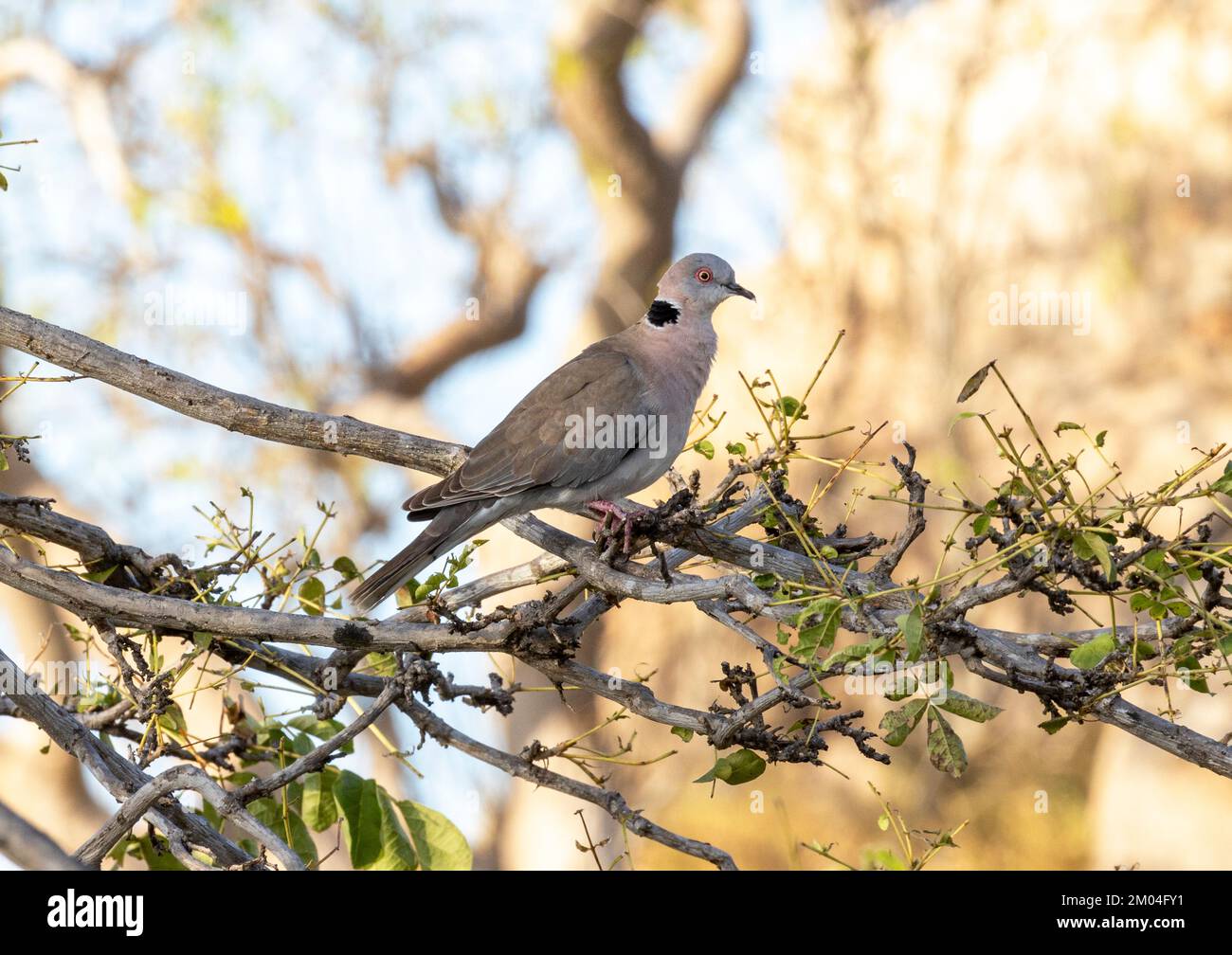 The distinctive red skin around the eye and call makes the ...