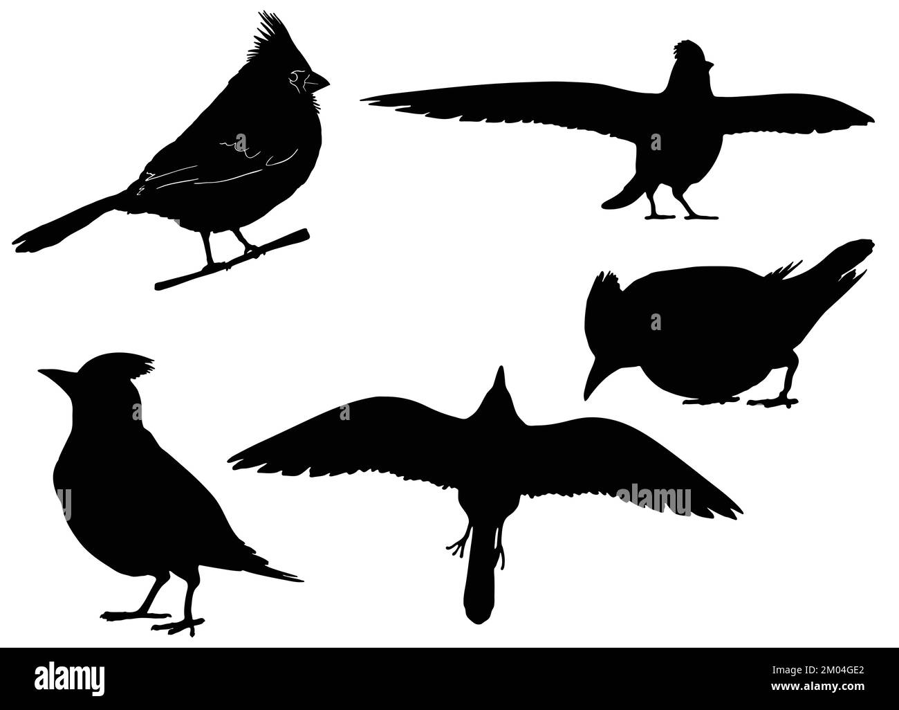 Generic Burd Animal cardinal Stock Vector Images - Alamy