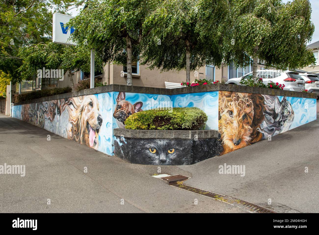 Street Art at Veterinary Clinic, Launceston, Tasmania, Australia Stock Photo