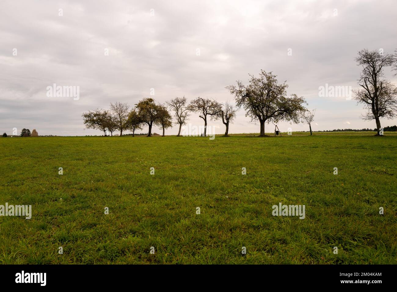 Meadow fruit trees hi-res stock photography and images - Alamy