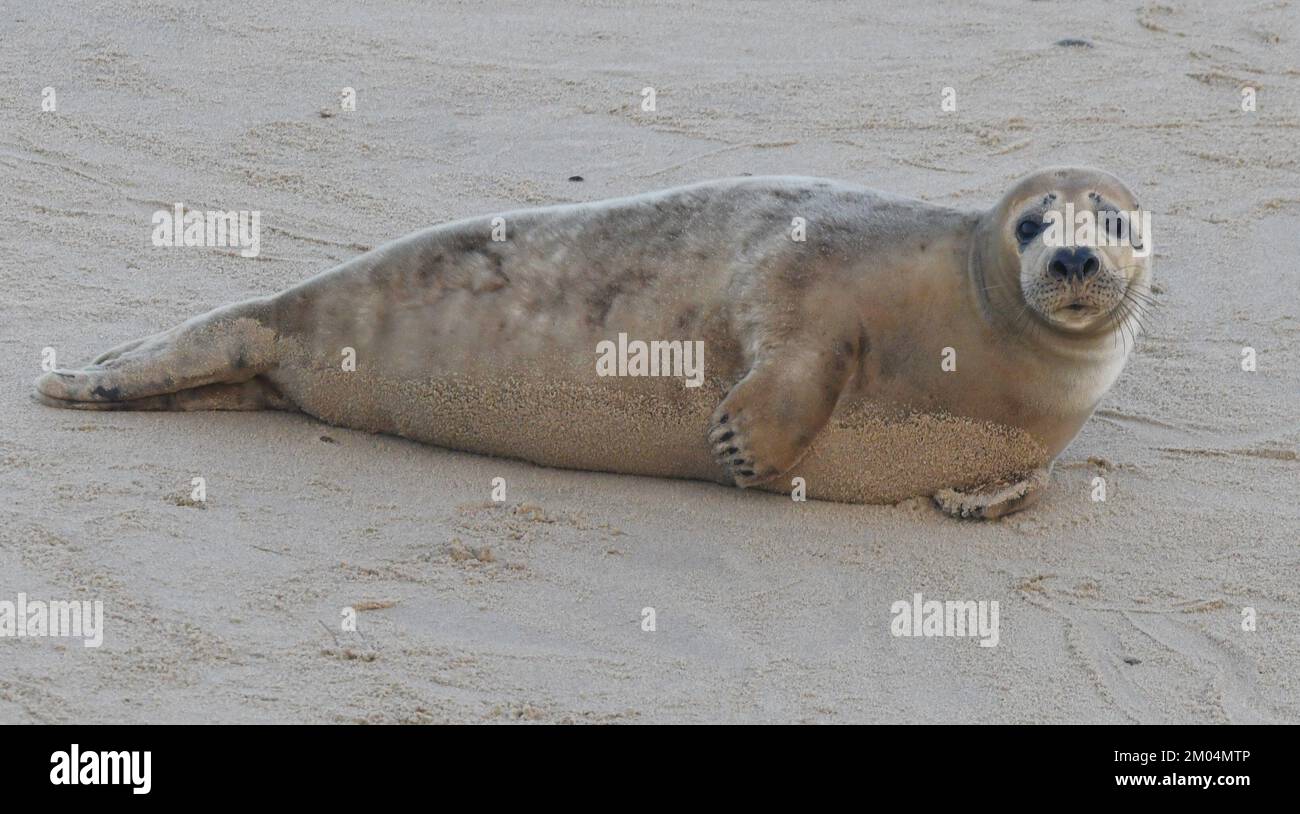 Baby seals of Norfolk Stock Photo Alamy