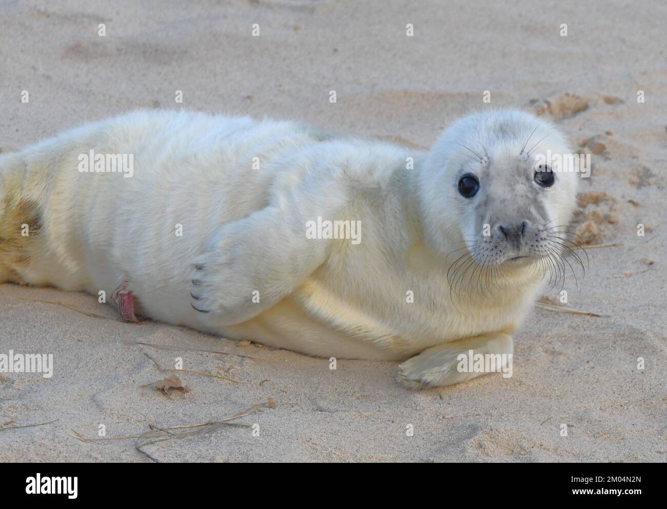 Baby seals of Norfolk Stock Photo Alamy