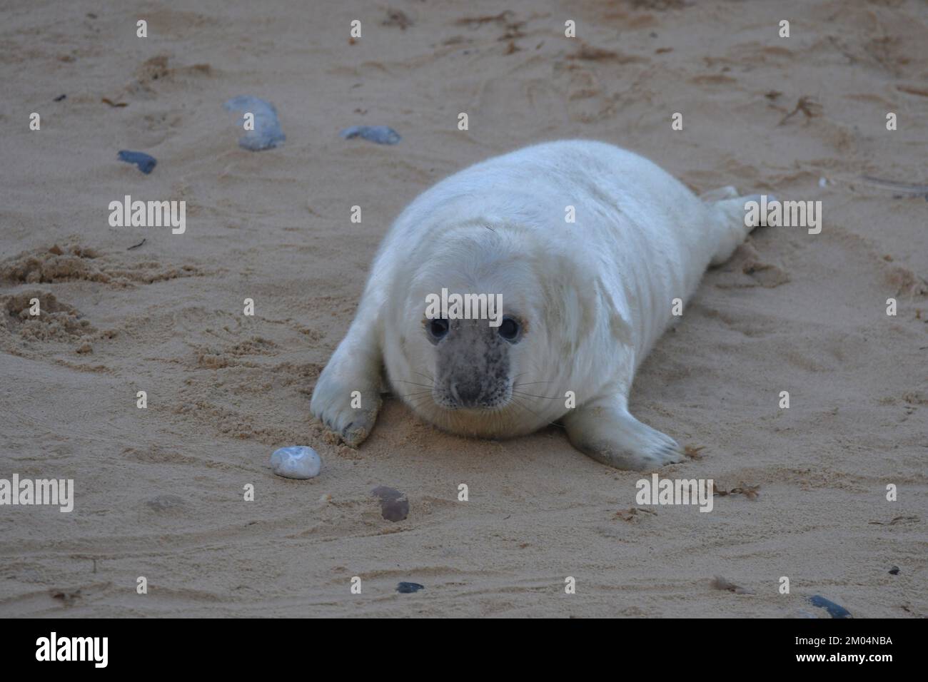 Baby seals of Norfolk Stock Photo Alamy