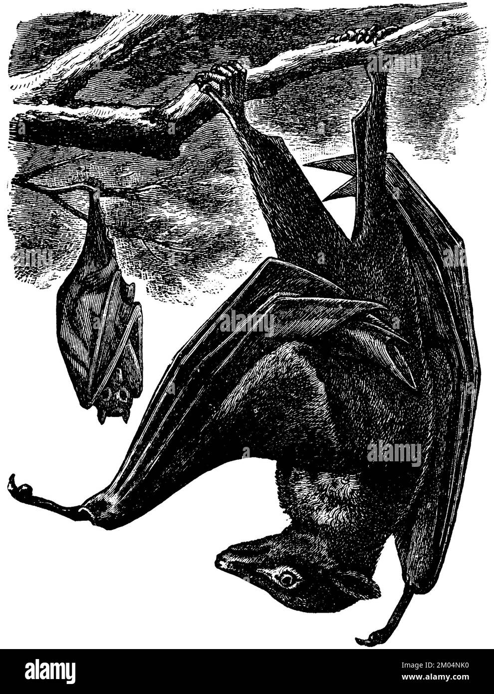 pteropus-edulis-anonym-zoology-book-1894-fliegender-hund-2M04NK0 Unendliche Geschichte Fliegender Hund