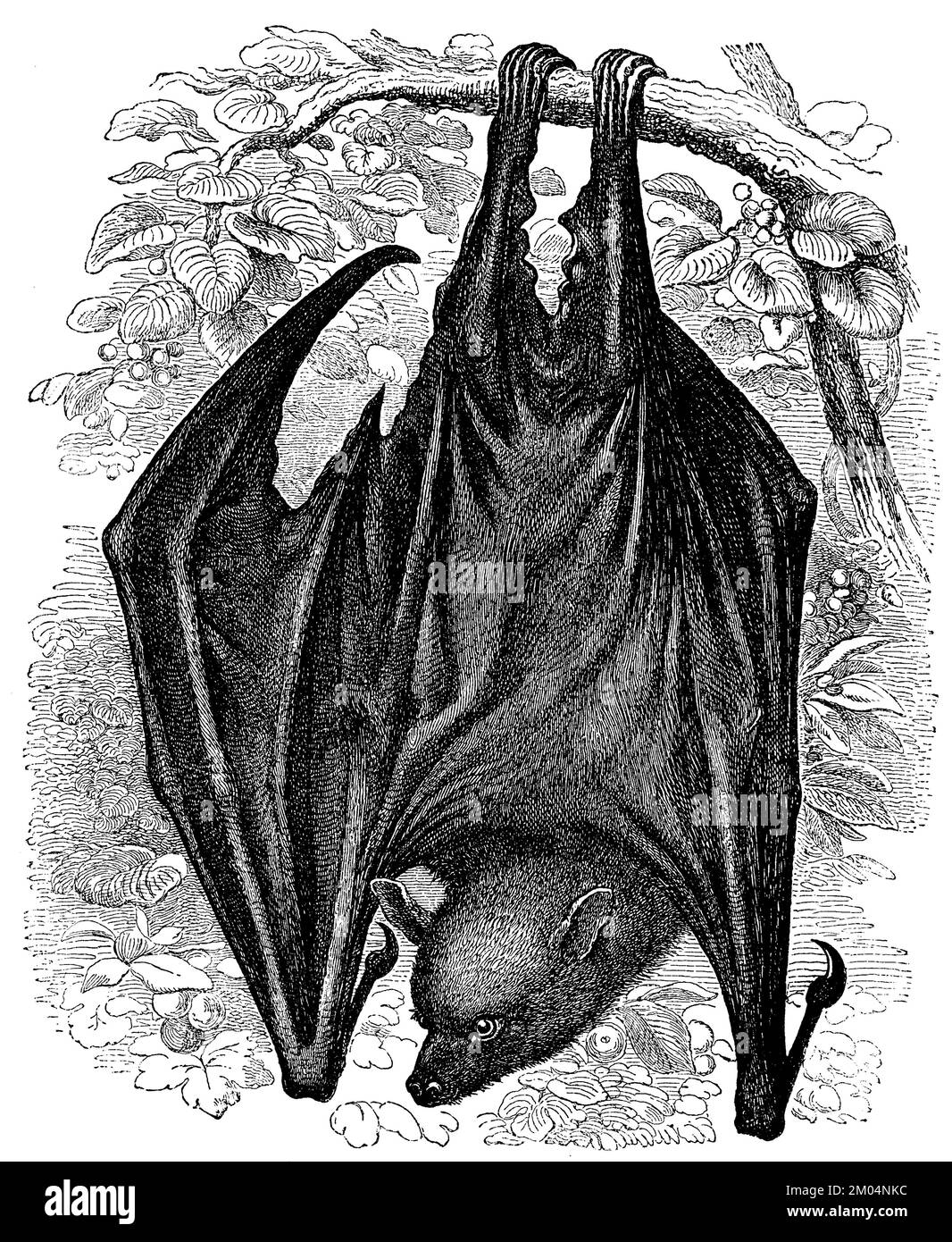 , Pteropus edulis, anonym (schoolbook, 1889), Kalong, Fliegender Hund, Stock Photo