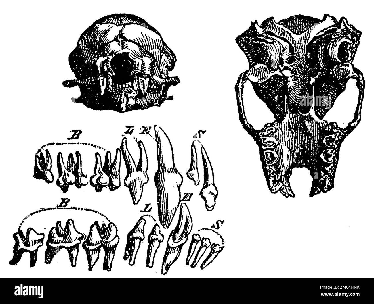 Noctule bat, Skull and teeth, Nyctalus noctula, anonym (biology book