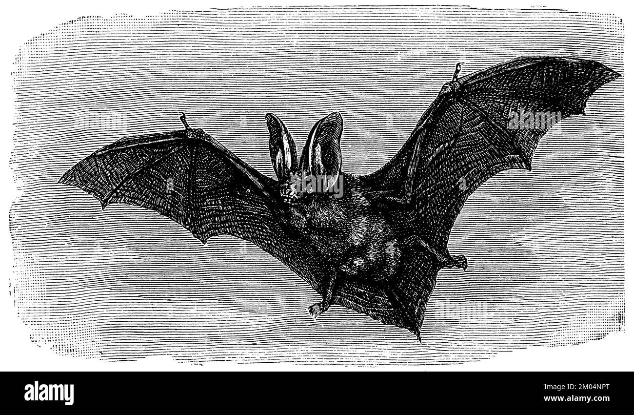 long-eared bat, flying, Plecotus auritus Syn. Verspertilio auritius, anonym (zoology book, 1889), Langohrige Fledermaus, fliegend, Oreillard roux, volant Stock Photo