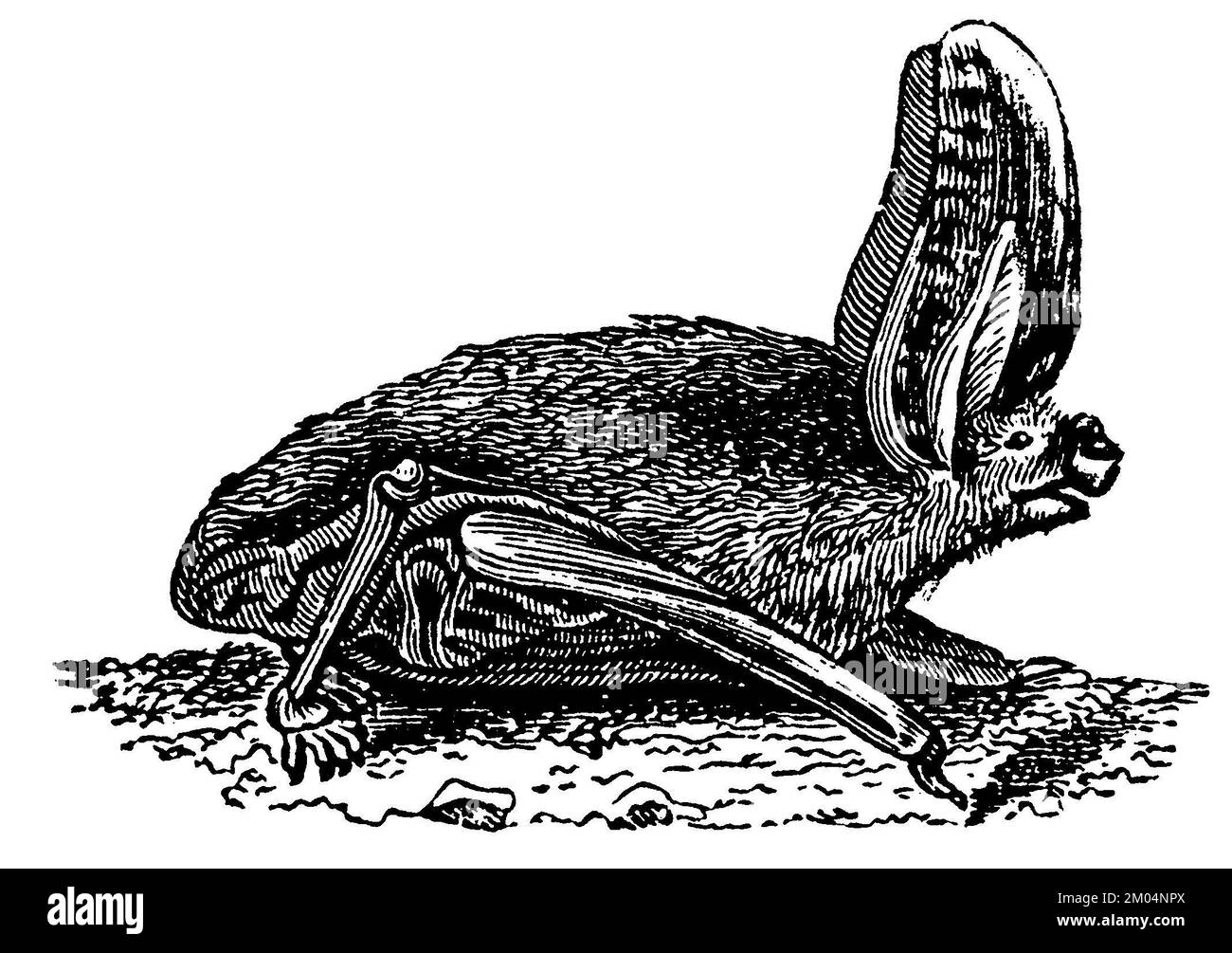 long-eared bat, creeping, Plecotus auritus Syn. Verspertilio auritius, anonym (zoology book, 1889), Langohrige Fledermaus, kriechend, Oreillard roux, rampant Stock Photo