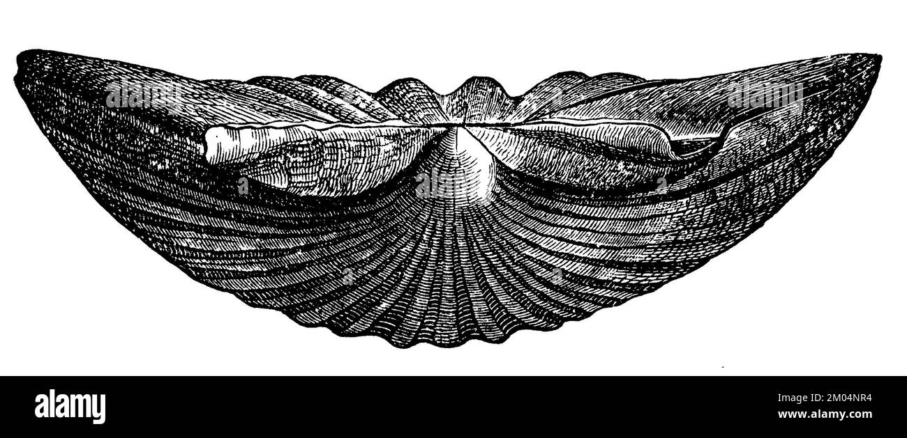 Mediterranean scallop, Pecten jacobaeus, anonym (zoology book, 1889), MittelmeerPilgermuschel
