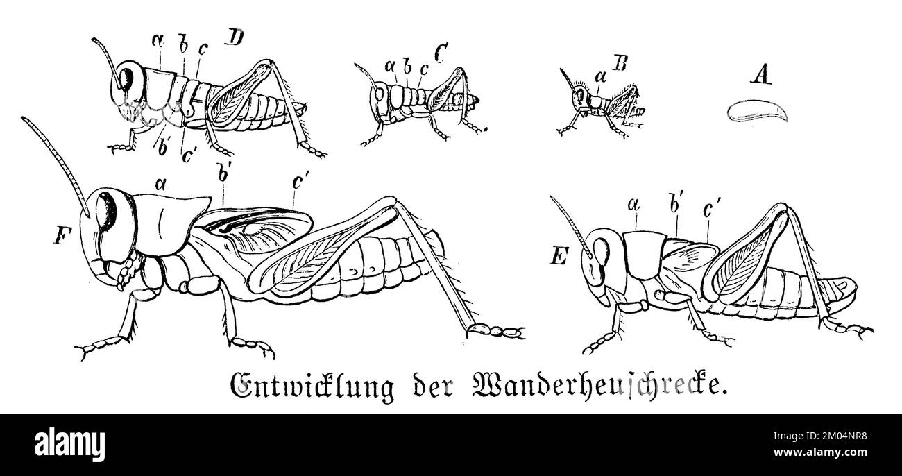 migratory locust, development, Locusta migratoria, anonym (zoology book, 1889), Wanderheuschrecke, Entwicklung, Criquet migrateur, developpement Stock Photo
