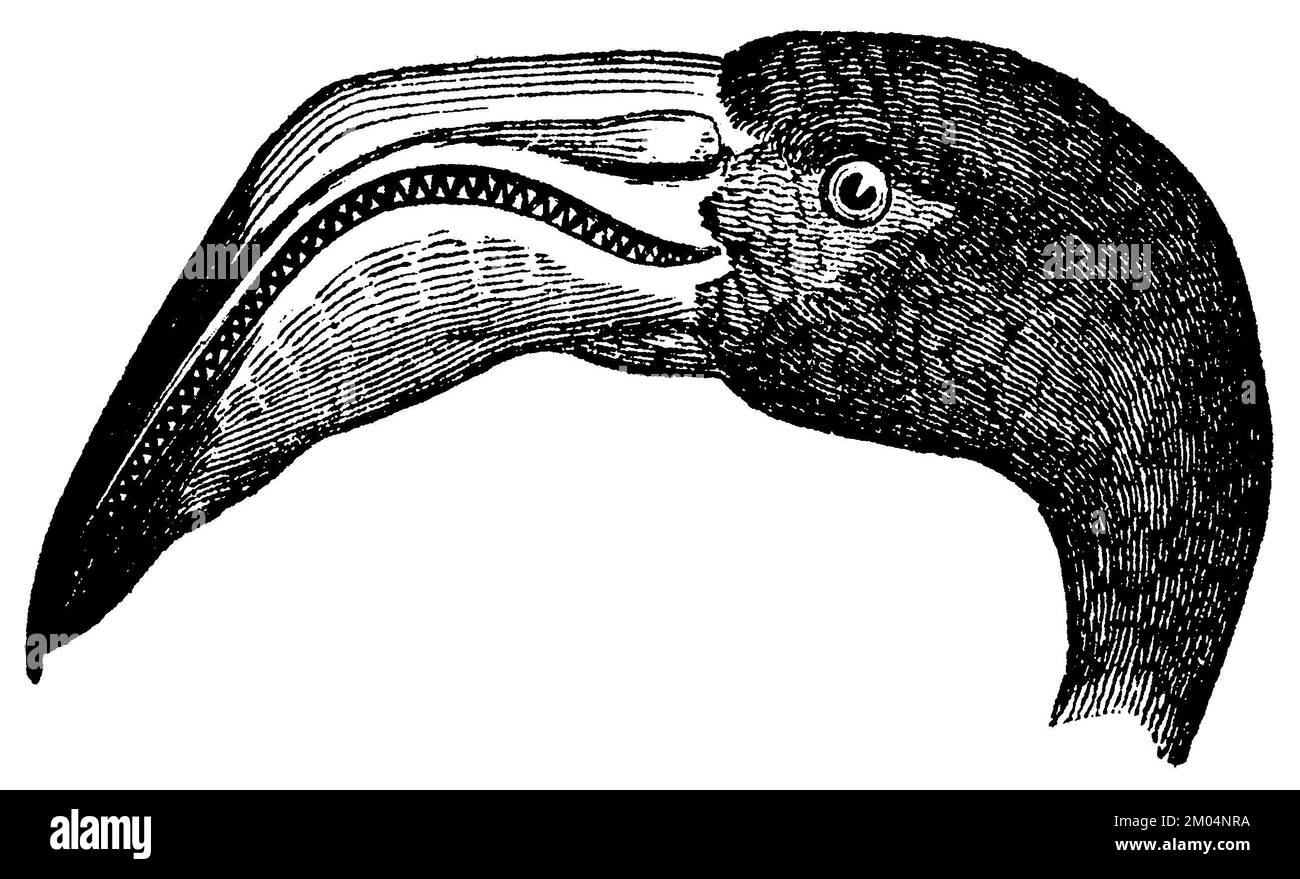 American Flamingo, head, Phoenicopterus ruber, anonym (biology book, 1861), Kubaflamingo, Kopf, Flamant des Caraïbes, tête Stock Photo