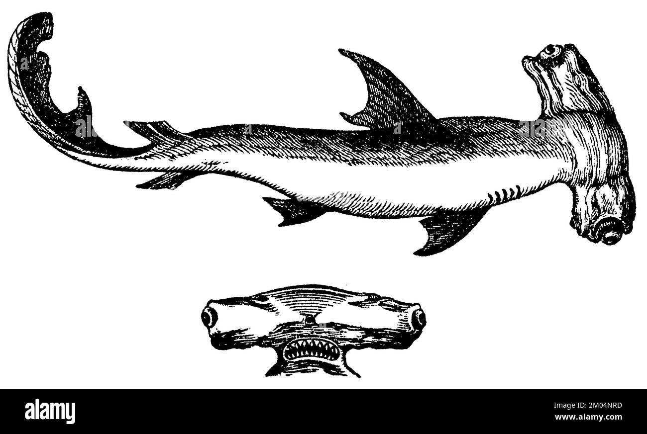 smooth hammerhead, Sphyrna zygaena, anonym (biology book, 1861 ...