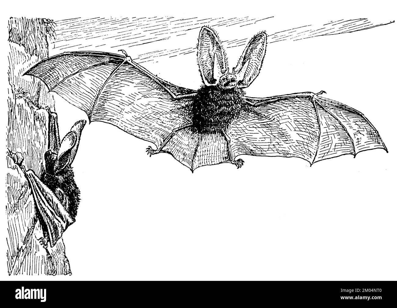 long-eared bat, Plecotus auritus Syn. Verspertilio auritius, anonym (zoology book, 1928), Langohrige Fledermaus, Oreillard roux Stock Photo