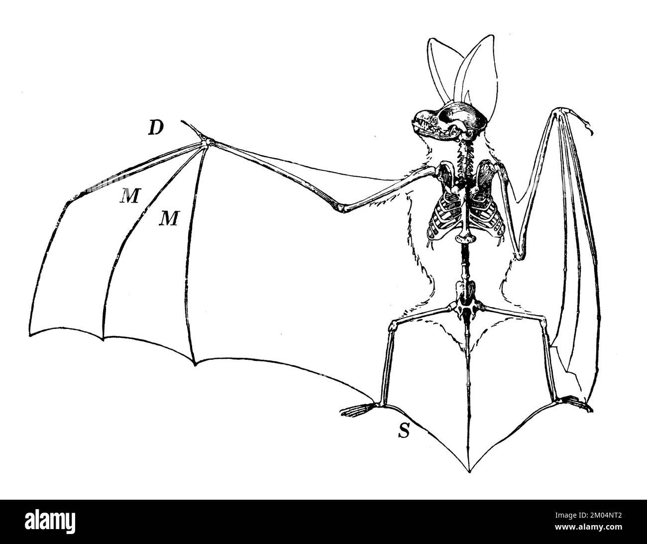 long-eared bat, sceleton, Plecotus auritus Syn. Verspertilio auritius, anonym (zoology book, 1928), Langohrige Fledermaus, Skelett, Oreillard roux, Squelette Stock Photo