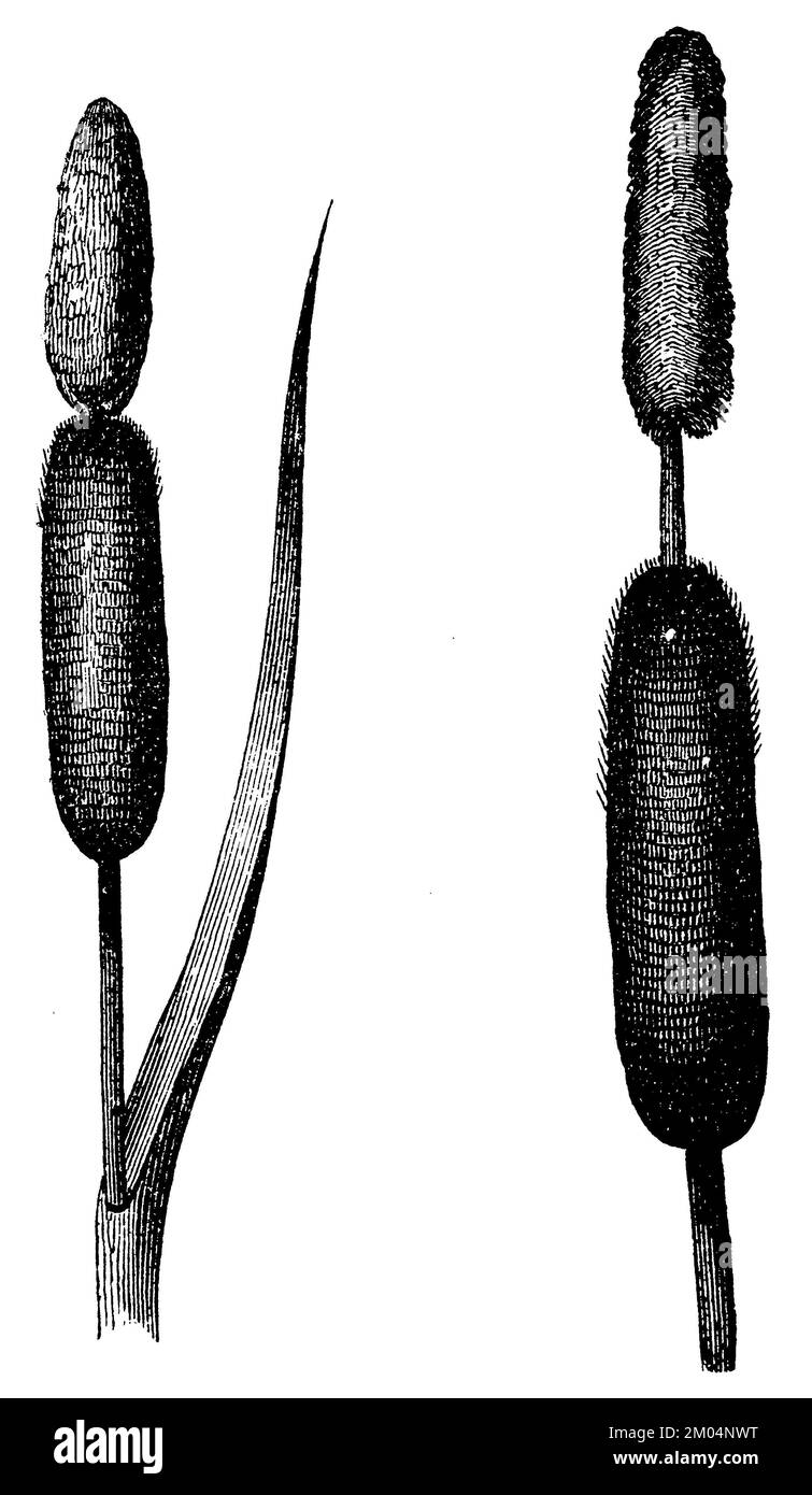 bulrush, Typha latifolia, anonym (biology book, 1878), Breitblättriger Rohrkolben, Massette à larges feuilles Stock Photo