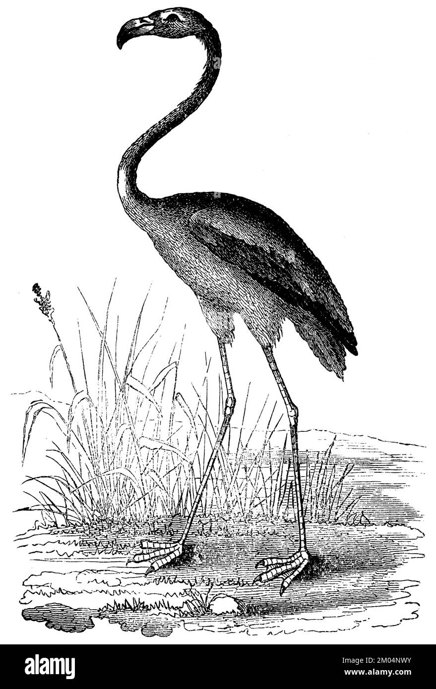 greater flamingo, Phoenicopterus roseus, anonym (biology book, 1878), Rosaflamingo, Flamant rose Stock Photo