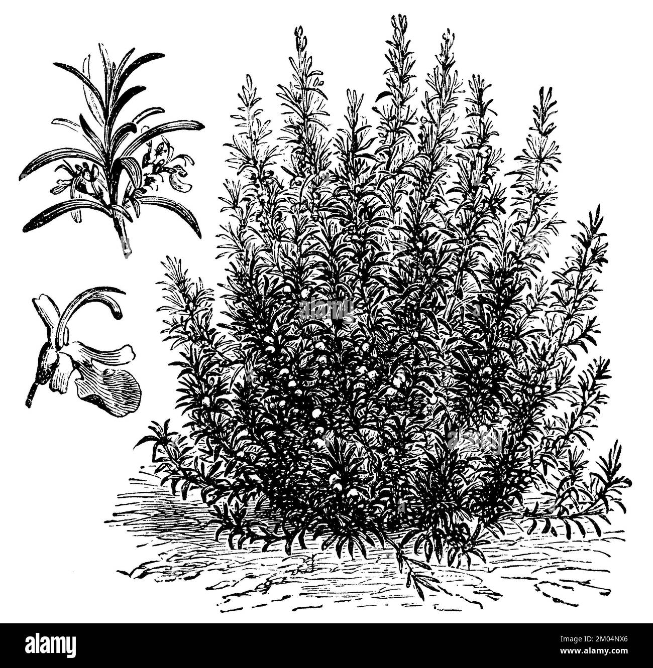 Rosmarin officinalis Black and White Stock Photos &amp; Images - Alamy