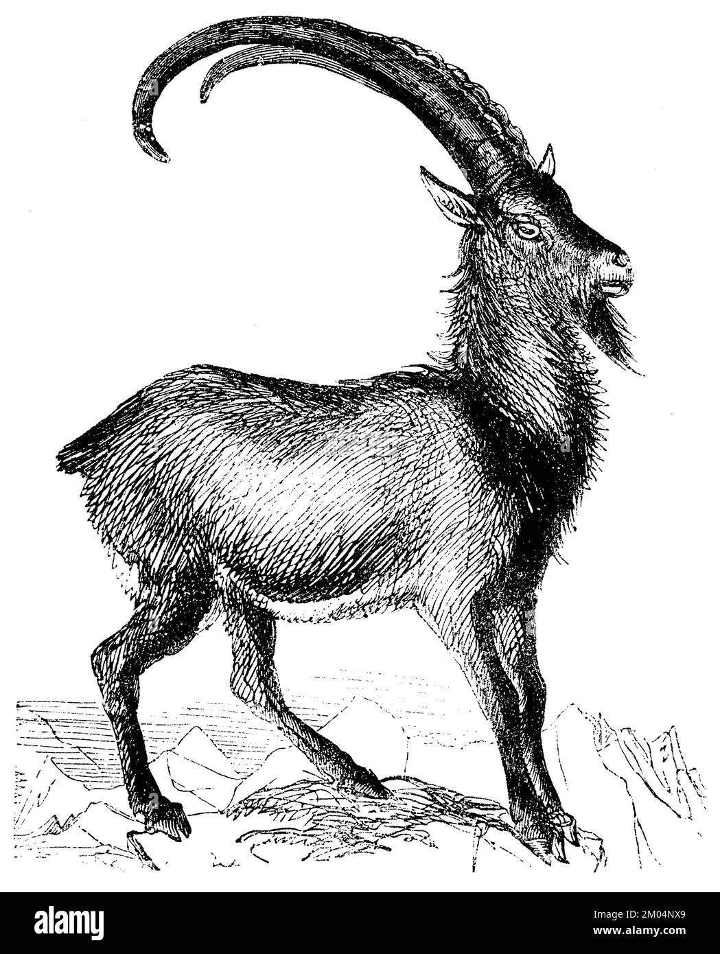 Alpine ibex, Capra ibex, anonym (zoology book, 1873), Alpensteinbock, bouquetin des Alpes Stock Photo