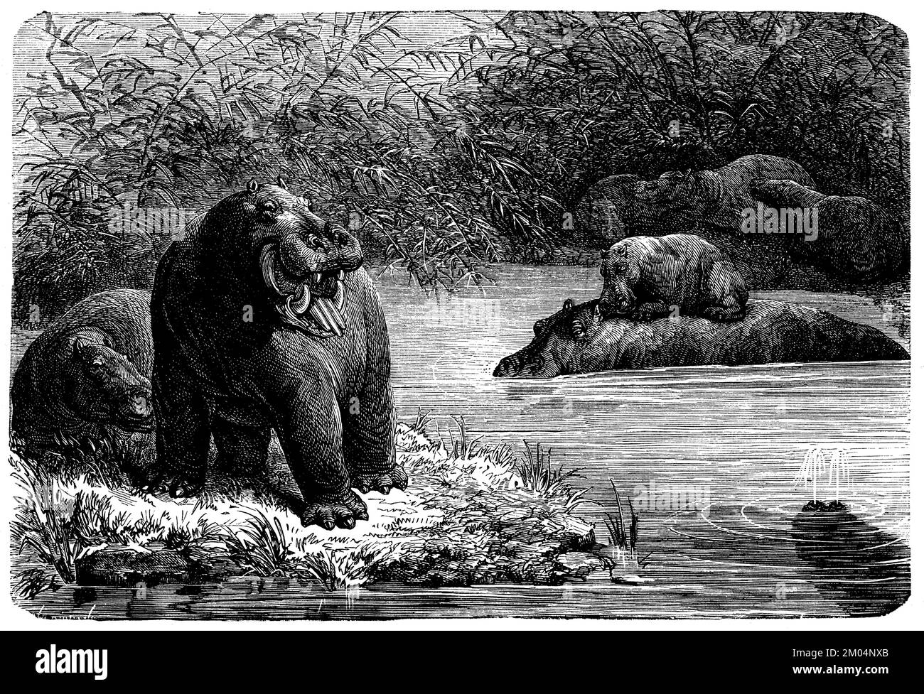 hippopotamus, Hippopotamus amphibius, anonym (zoology book, 1873), Flusspferd, hippopotame Stock Photo