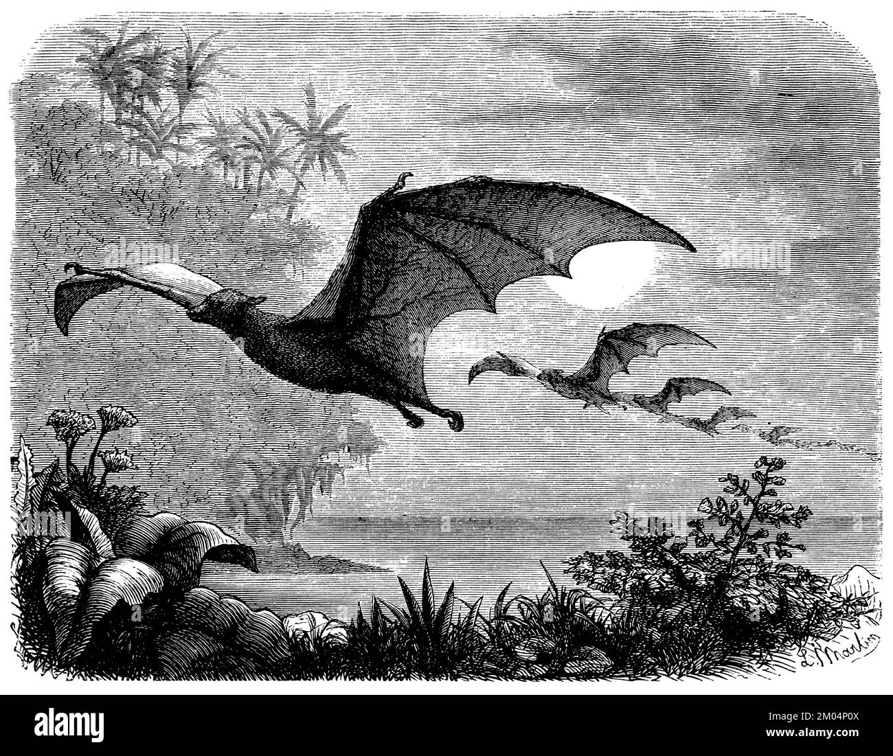 Pteropus melanotus, Pteropus melanotus, L. Martin (zoology book, 1882