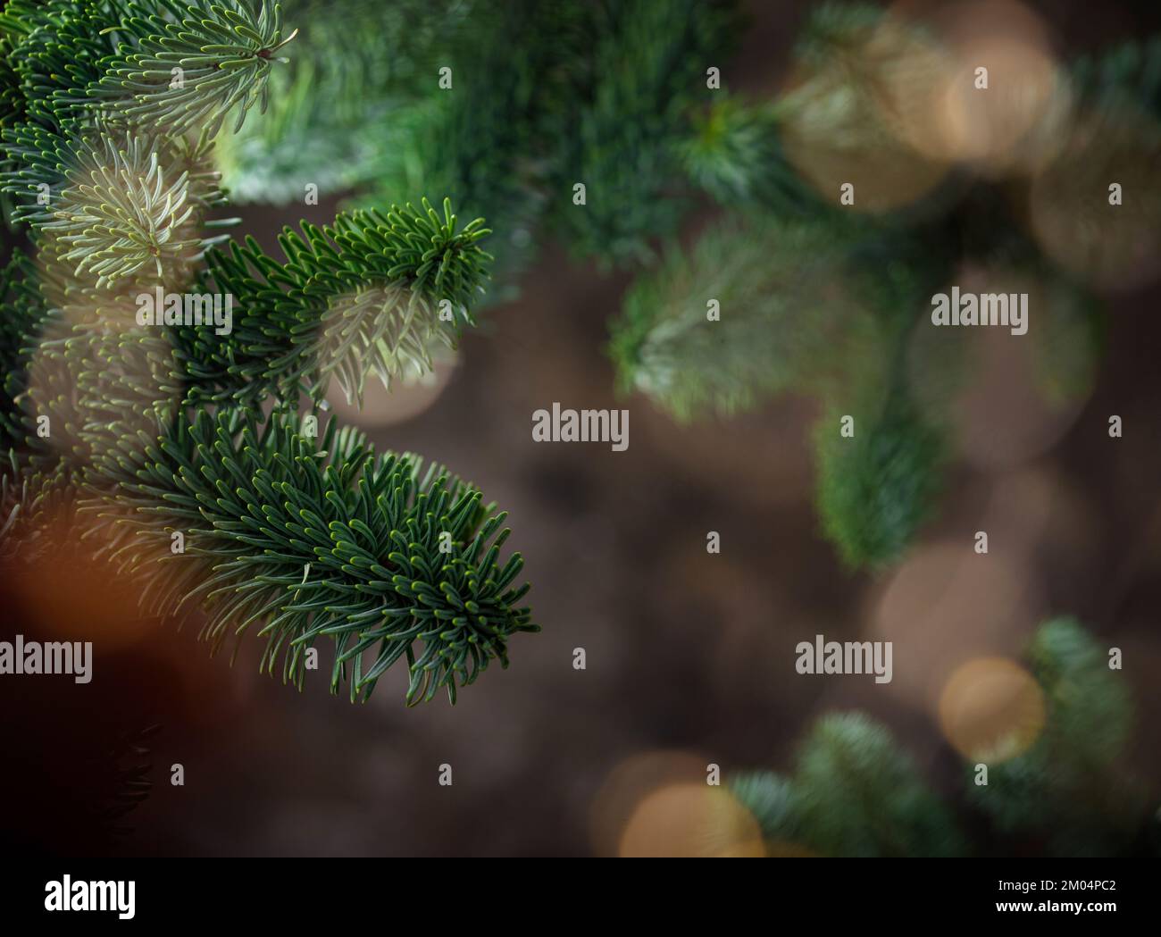 Christmas and New Year background with fir tree Stock Photo - Alamy