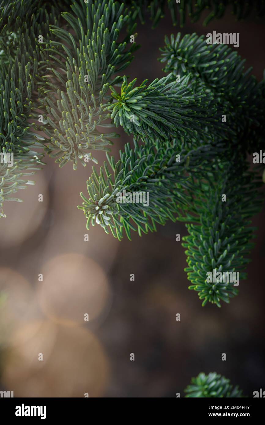 Christmas and New Year background with fir tree Stock Photo - Alamy