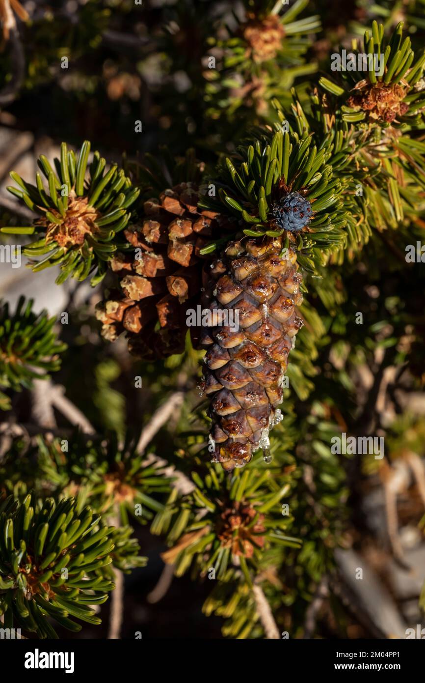 Needles and cones of Bristlecone Pine, Pinus longaeva, in Ancient Bristlecone Pine Forest, Inyo National Forest, California, USA Stock Photo