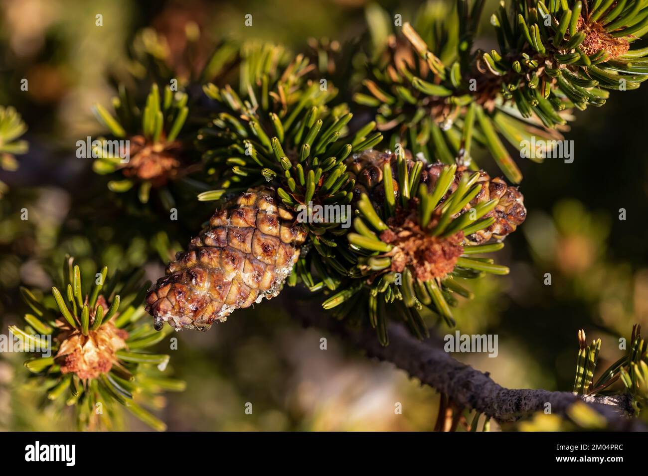 Needles and cones of Bristlecone Pine, Pinus longaeva, in Ancient Bristlecone Pine Forest, Inyo National Forest, California, USA Stock Photo