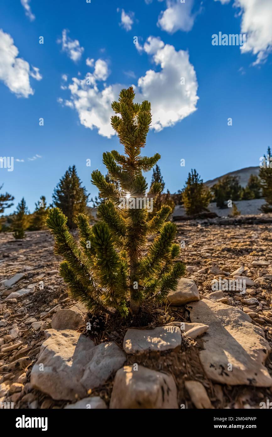 Young Bristlecone Pine, Pinus longaeva, protected in Ancient