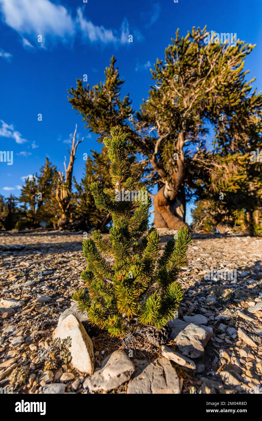 Young Bristlecone Pine, Pinus longaeva, protected in Ancient Bristlecone Pine Forest, Inyo National Forest, California, USA Stock Photo