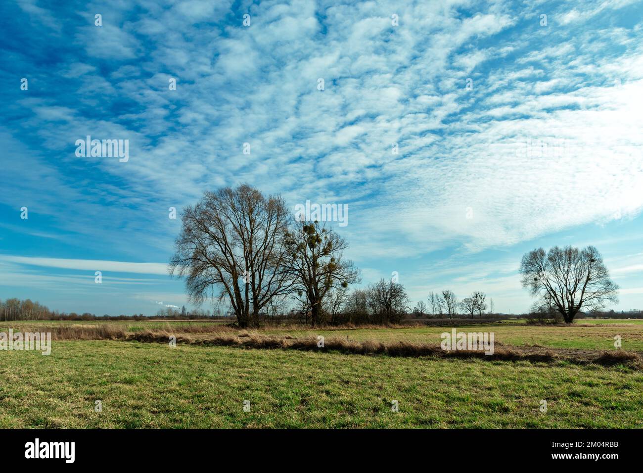 Trees on urban horizon hi-res stock photography and images - Alamy