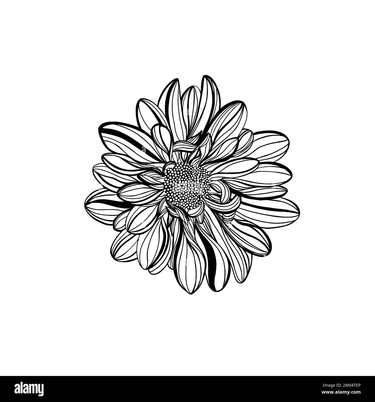 Black and white line illustration of daisy flowers on a white ...