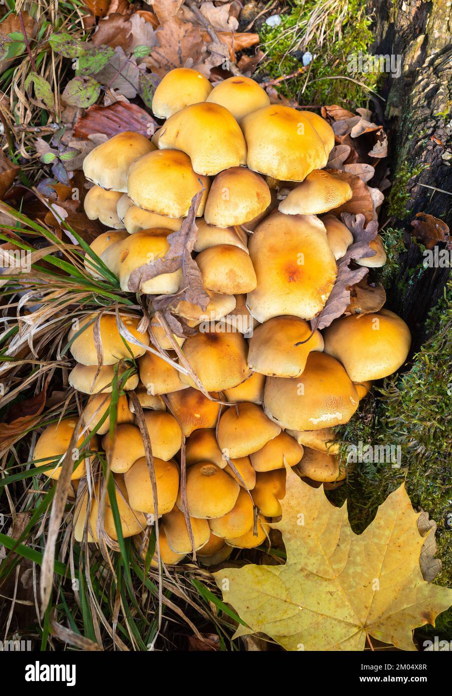 A group of poisonous mushrooms on a tree stump in autumn Stock Photo