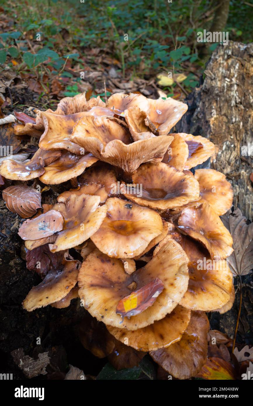 A group of poisonous mushrooms on a tree stump in autumn Stock Photo