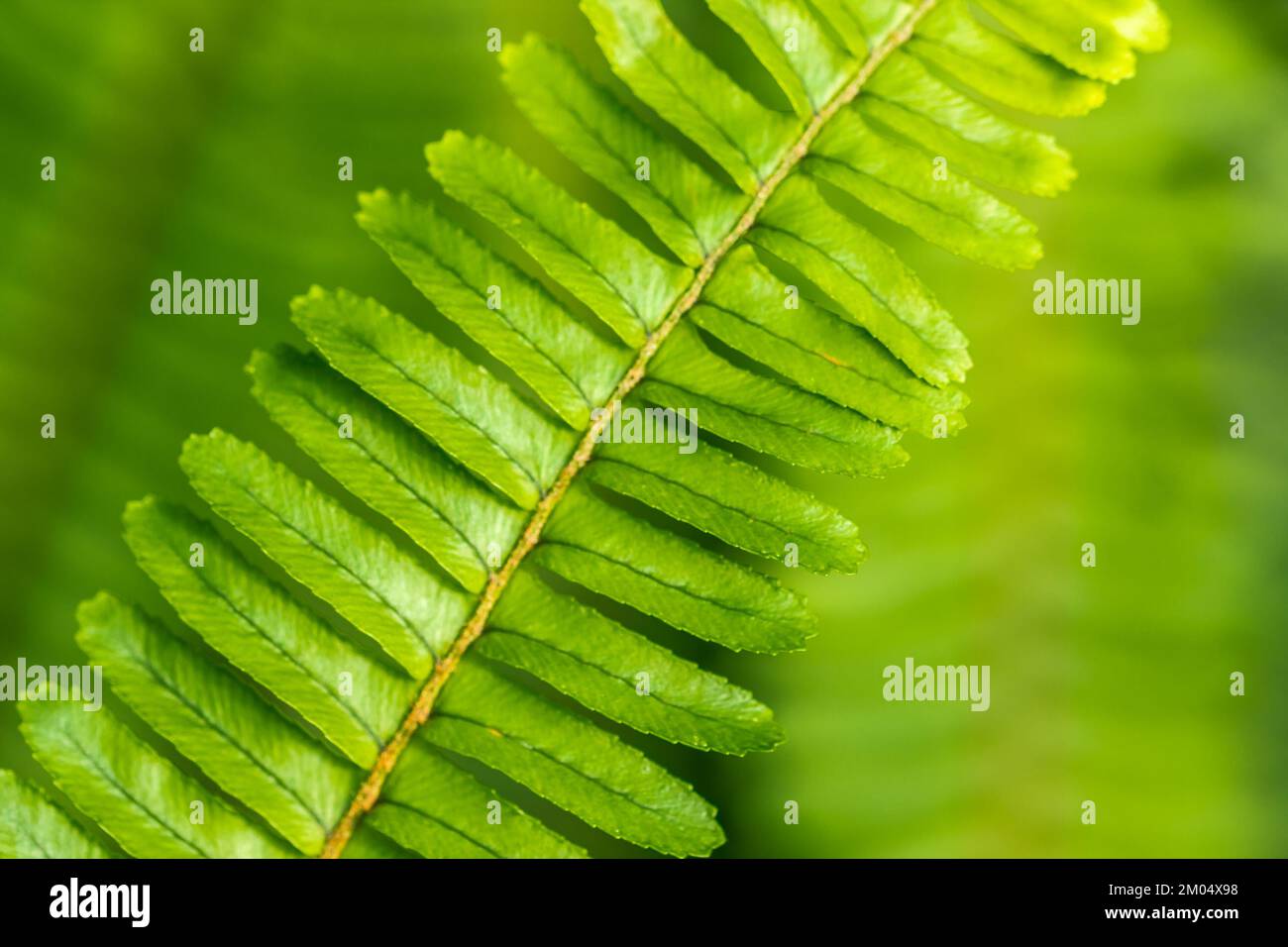 Detal and macro of fern leaves, green blurred background. Stock Photo
