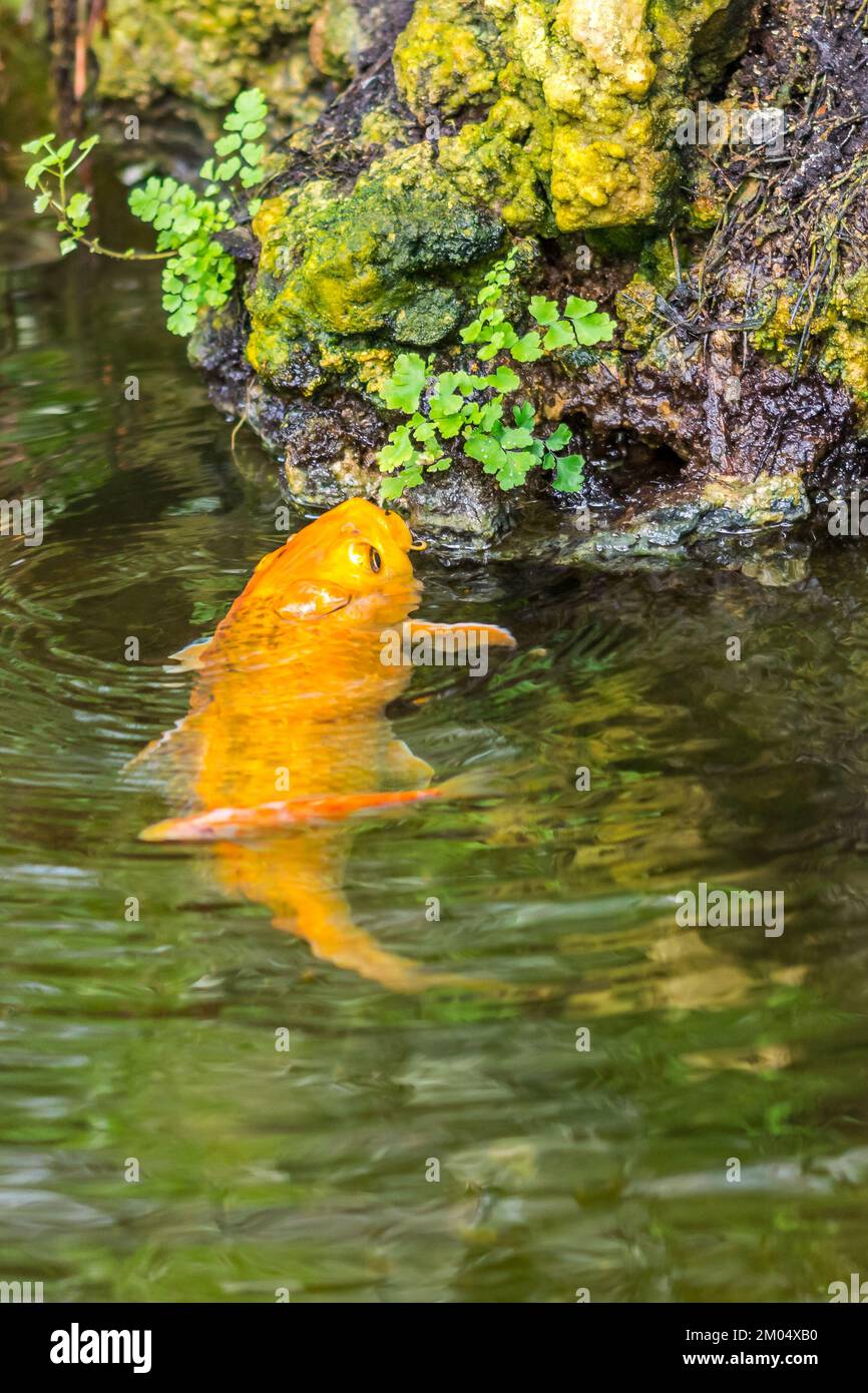 The gold fish in small pond is eating the green leaves on the rock, near the pond. Stock Photo