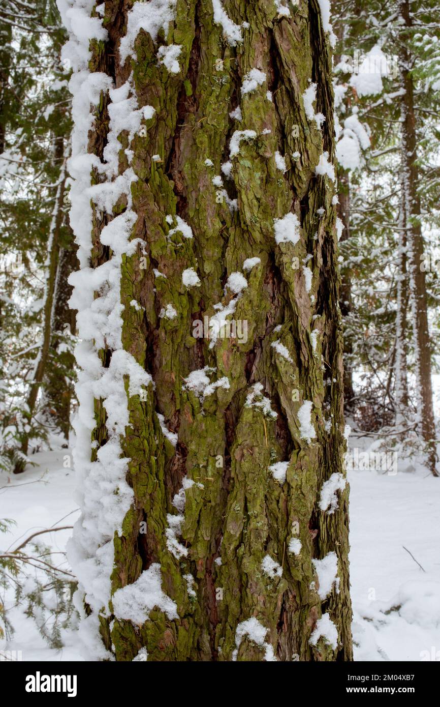 Snow on the bark of a western larch tree, Larix occidentalis, along the