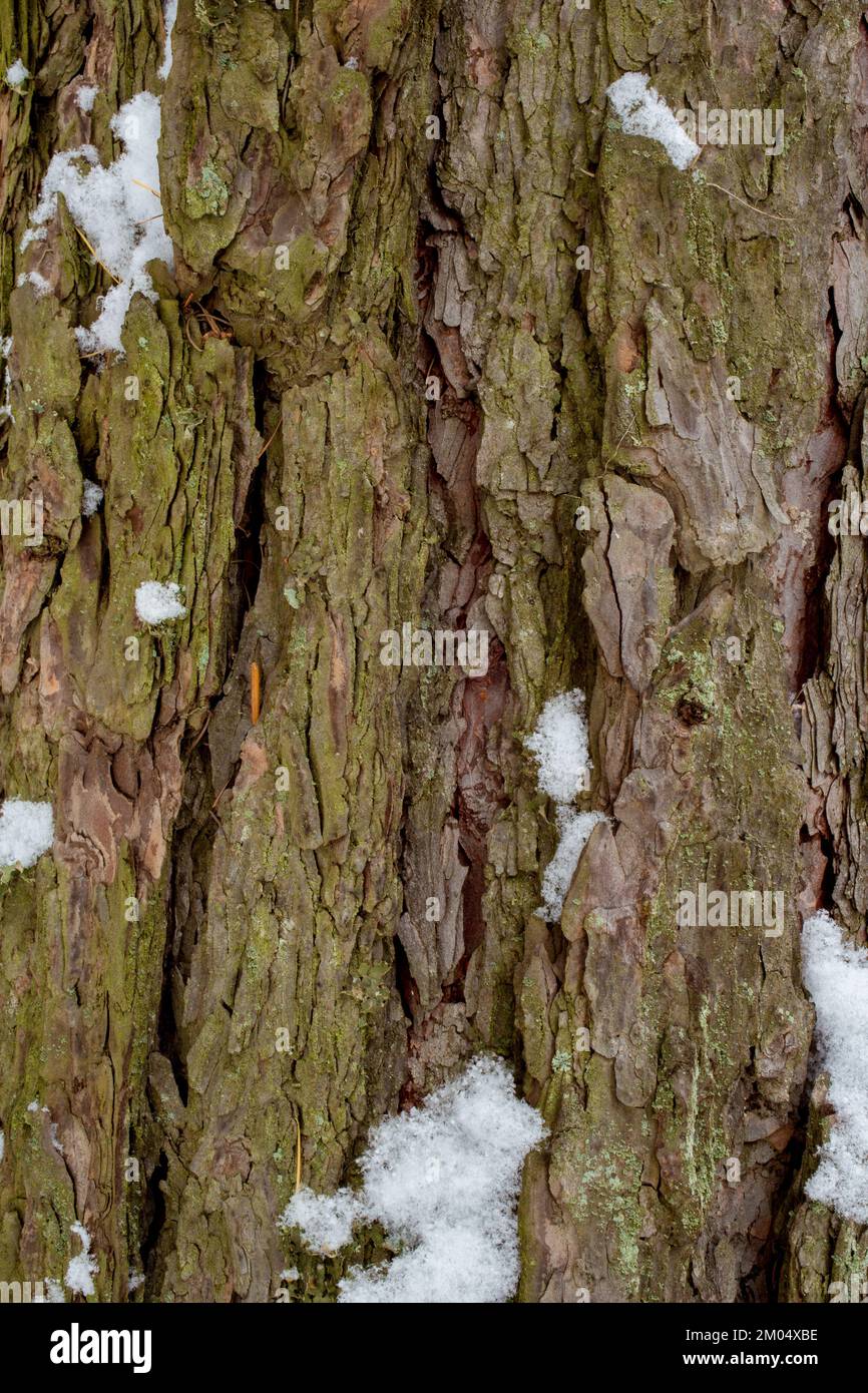 Snow on the  bark of a western larch tree, Larix occidentalis, along the Kootenai River, east of Troy, Montana.  Other common names of L. occidentalis Stock Photo