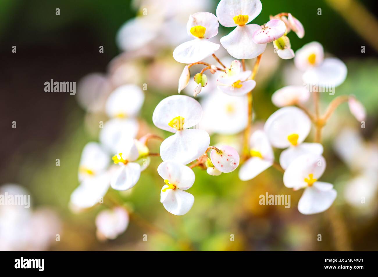 Detail of small white blossoms. Fresh white blossom on the blurred background Stock Photo