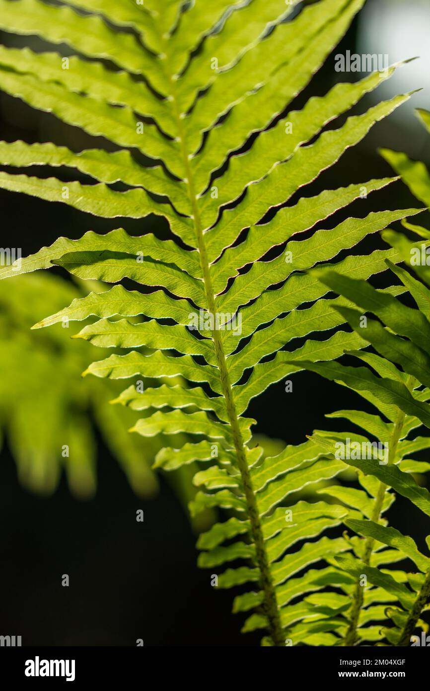 Detal and macro of fern leaves, green blurred background. Stock Photo