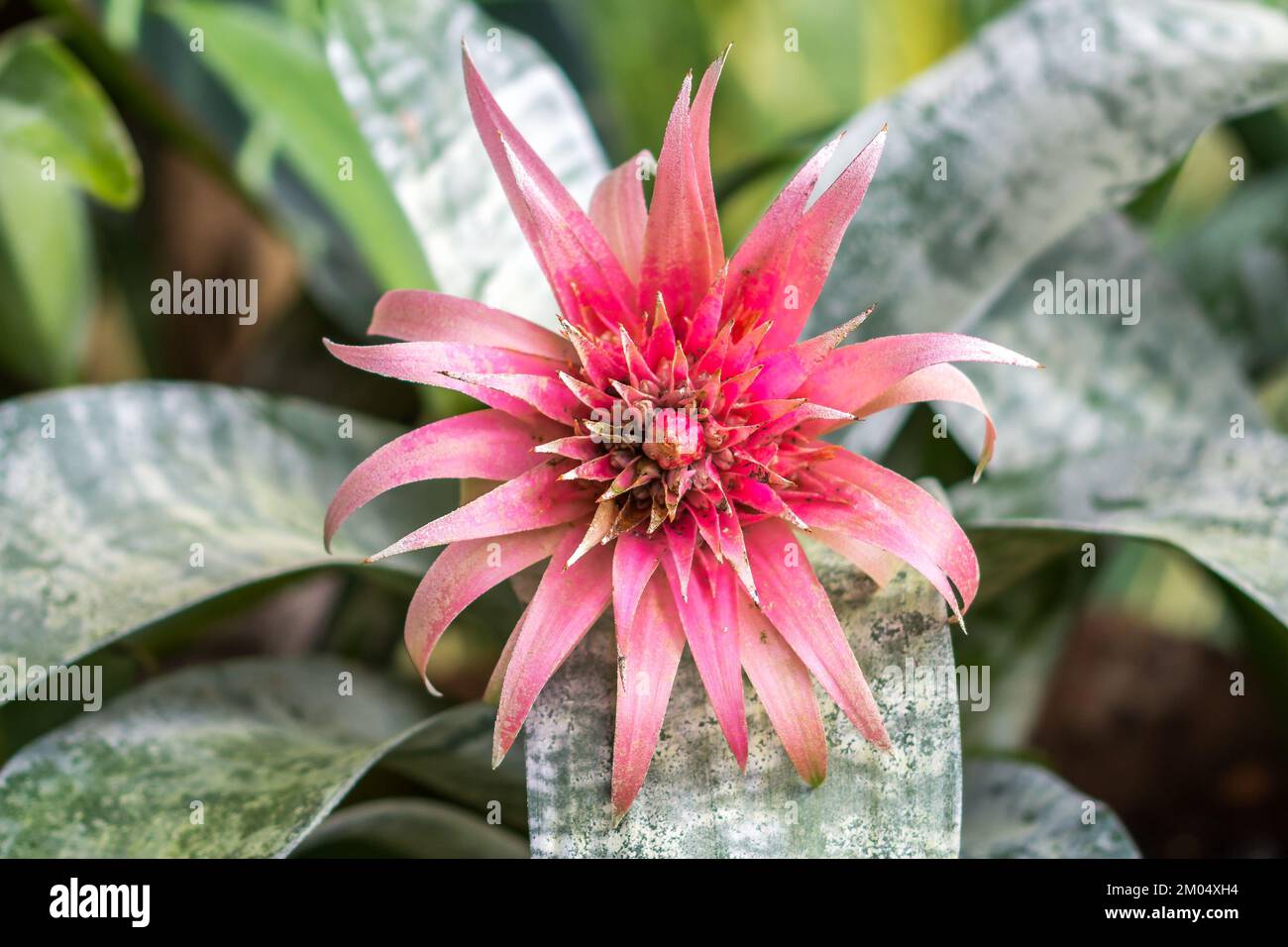Exotic pink suculent blossom in the greenhouse. Stock Photo