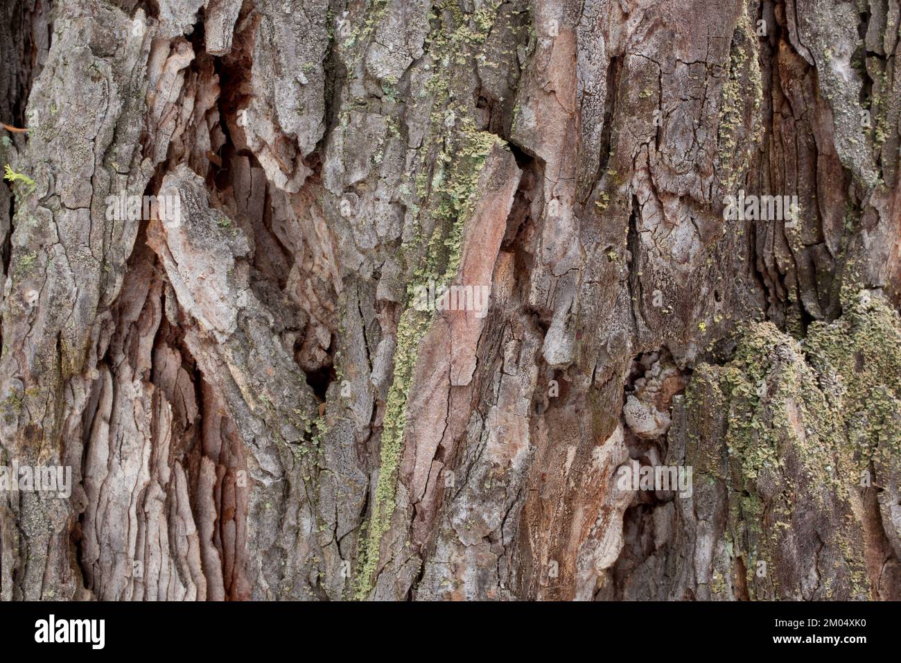 Tree Anatomy: Bark