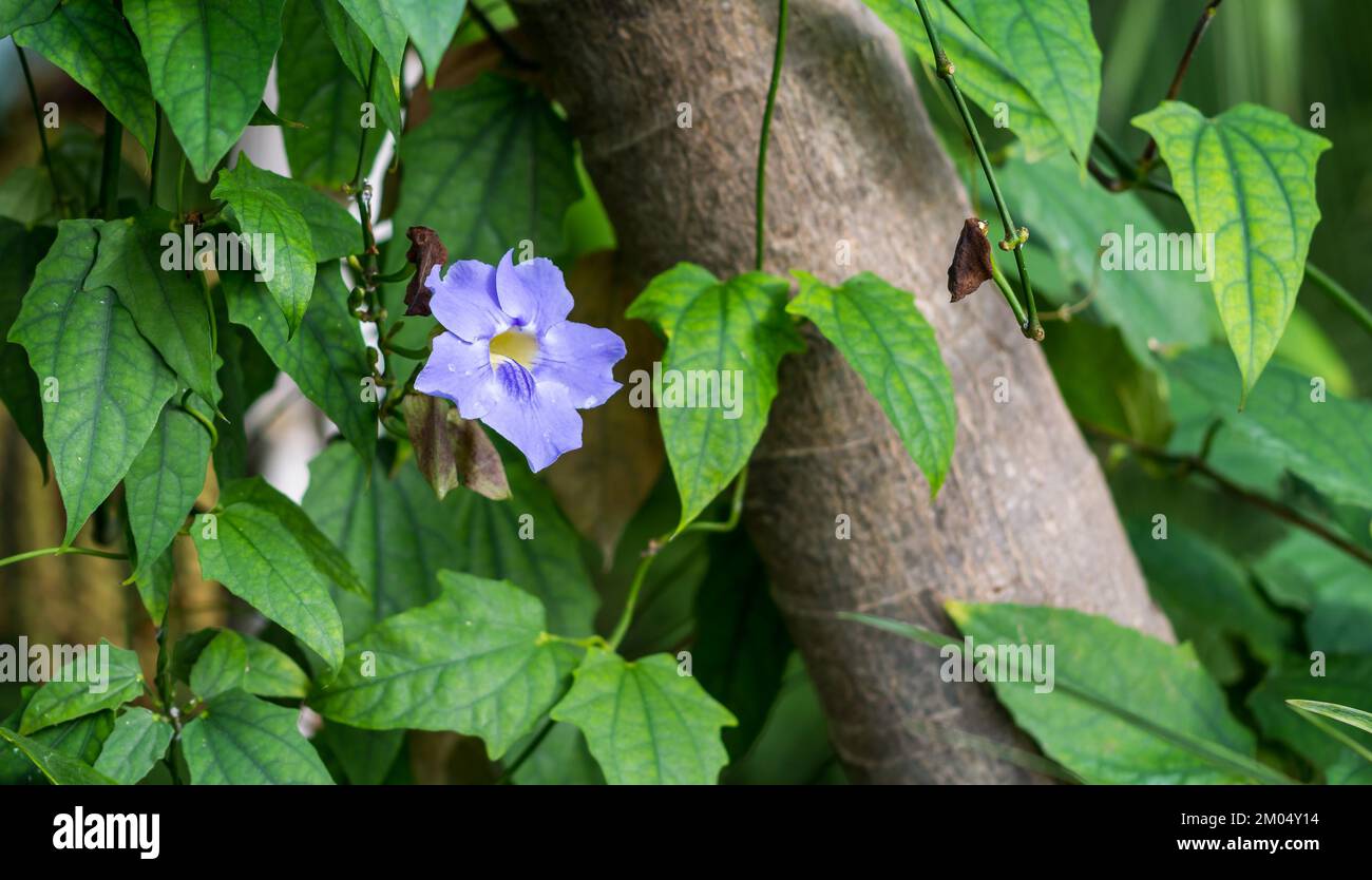 Gentiana blue blossom on the green leafs background. Stock Photo
